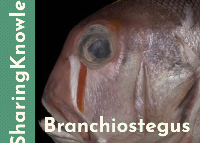 Si Ikan Ghibli: Branchiostegus sanae