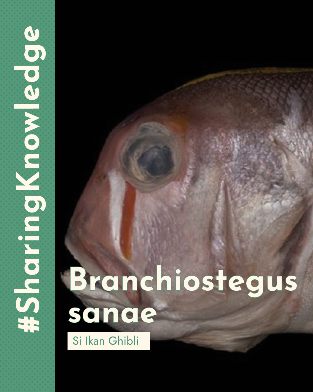 Si Ikan Ghibli: Branchiostegus sanae