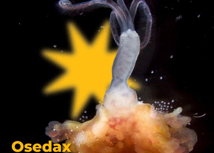 Osedax rubiplumus: Si Cacing Zombie (Bone-Eating Worm)