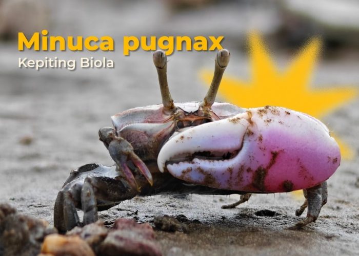 Minuca pugnax: Si Kepiting Biola