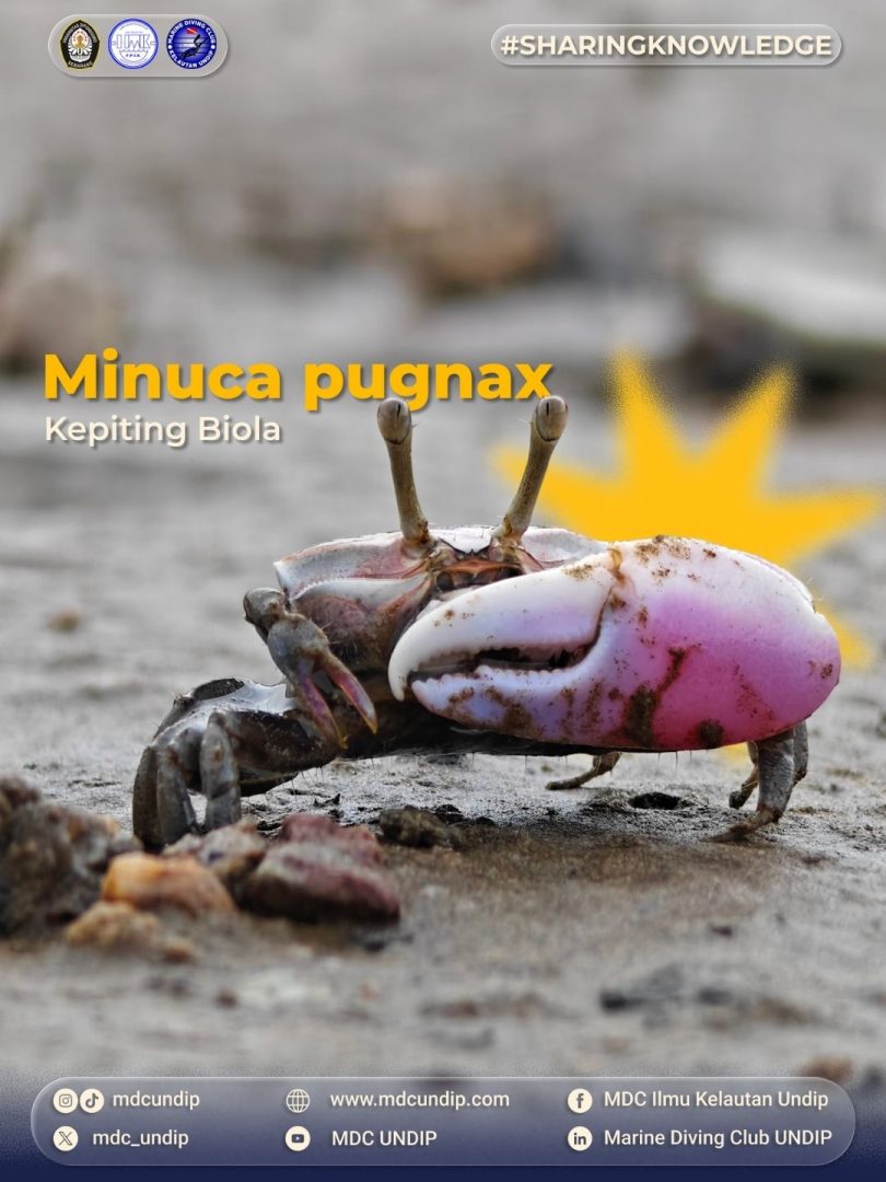 Minuca pugnax: Si Kepiting Biola