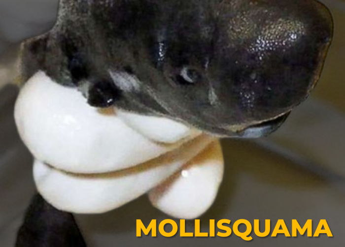 Mollisquama Mississippiensis: American Pocket Shark