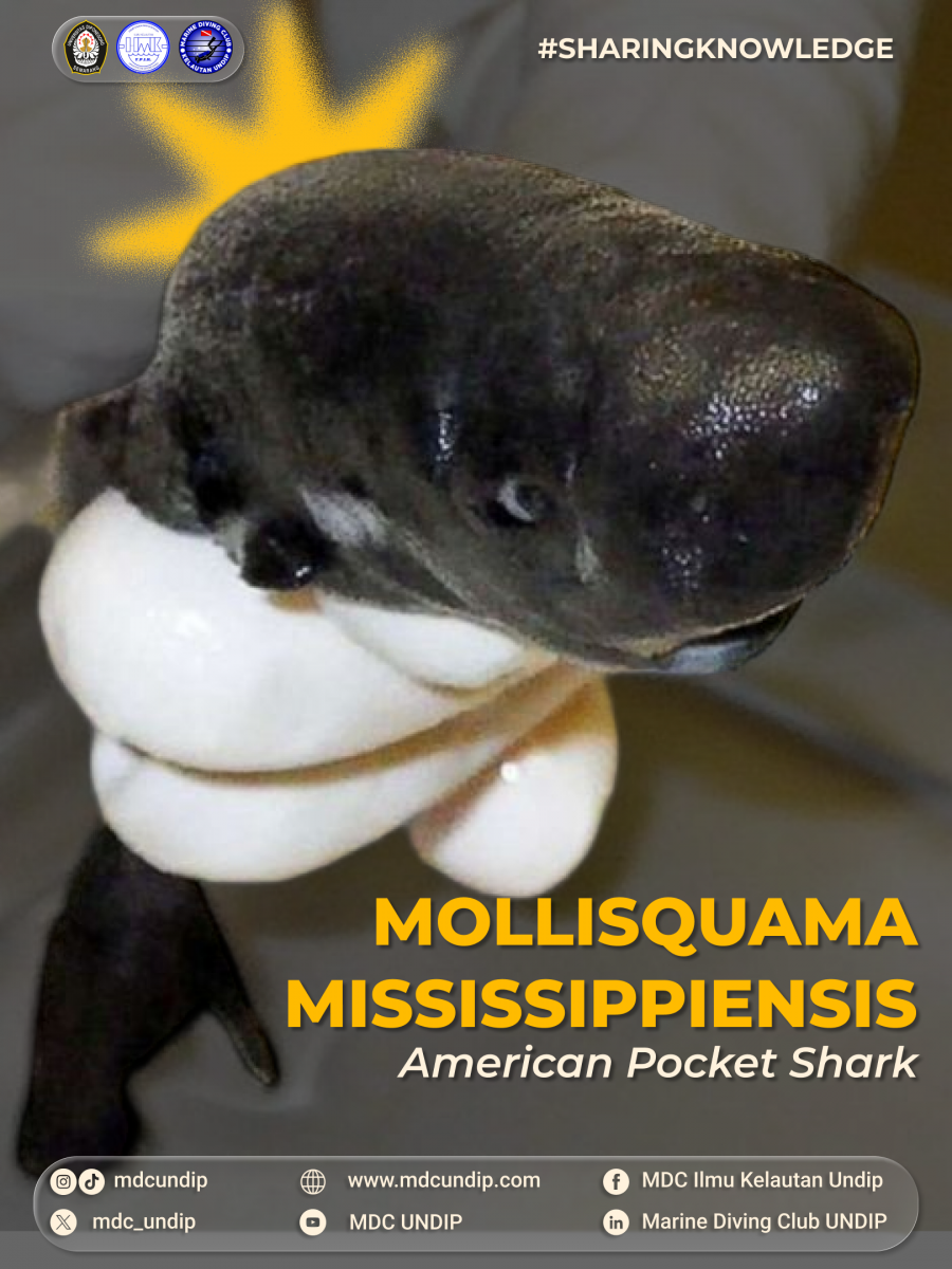 Mollisquama Mississippiensis: American Pocket Shark