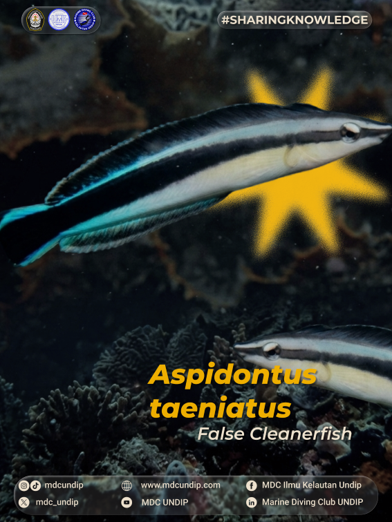 False cleanerfish: Ketika Pura-Pura Melayani Jadi Strategi Bertahan Hidup Paling Efektif